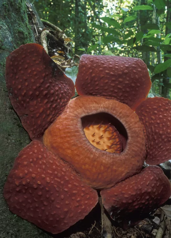 Życie na Ziemi. Najwspanialsza historia na świecie - tantis.pl