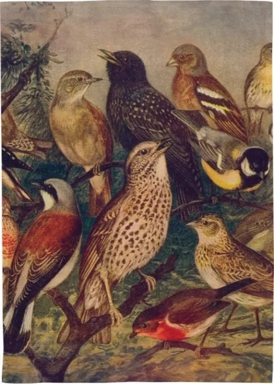 Ręcznik kuchenny - Ptaki - tantis.pl