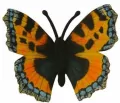 Motyl rusałka pokrzywnik - tantis.pl
