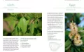 Aromaterapia dla dzieci - tantis.pl