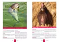 Atlas zwierząt chronionych. 250 polskich gatunków - tantis.pl