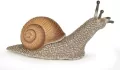 Ślimak - tantis.pl