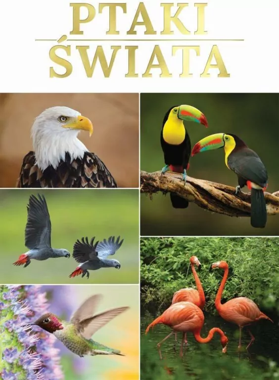 Ptaki świata - tantis.pl