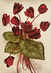 Karnet ST515 B6 + koperta Cyklameny