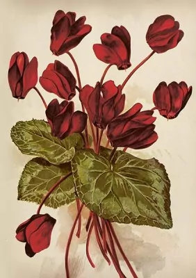 Karnet ST515 B6 + koperta Cyklameny