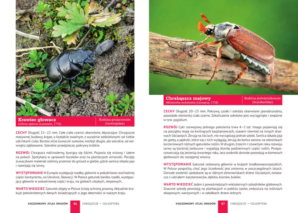 Kieszonkowy atlas owadów - tantis.pl