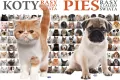 Pakiet: Koty / Pies. Rasy z całego świata - tantis.pl