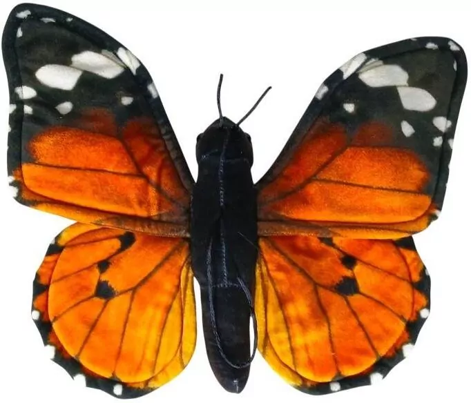 Motyl monarcha czerwony - tantis.pl