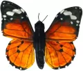 Motyl monarcha czerwony - tantis.pl