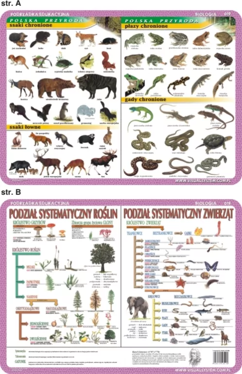 Podkładka edukacyjna. Biologia - tantis.pl