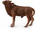 Cielę Ankole-Watusi - tantis.pl