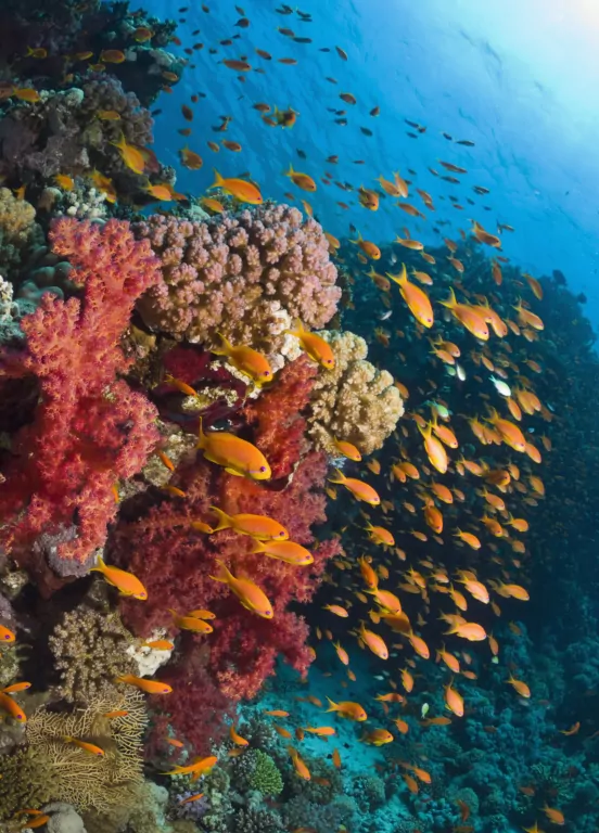 Życie na Ziemi - tantis.pl
