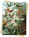 Karnet B6 Kolibry Ernst Haeckel - tantis.pl