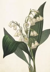 Karnet B6 + koperta: Konwalia