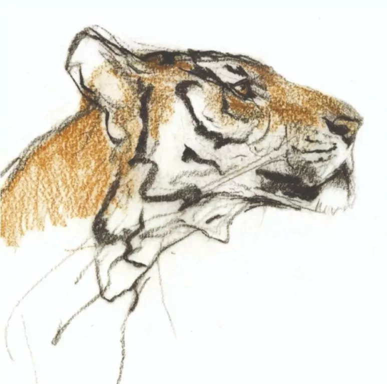 Karnet kwadrat z kopertą. Head of a Tiger - tantis.pl