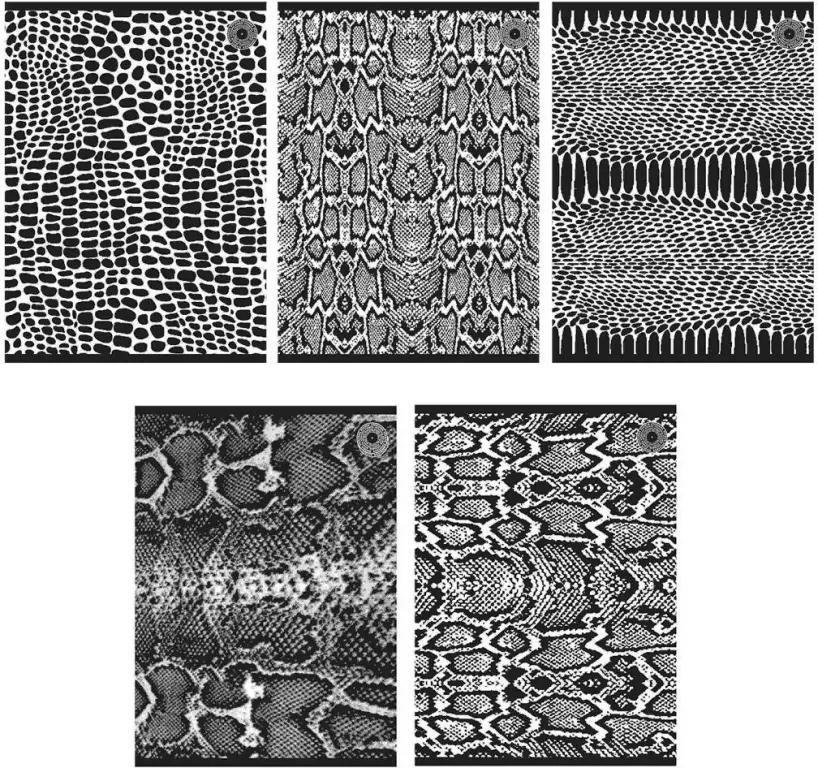 Zeszyt A5/80K linia Snakes 1 (5szt) - tantis.pl