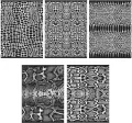 Zeszyt A5/80K linia Snakes 1 (5szt) - tantis.pl