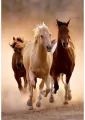 Puzzle 1000. Compact. Running Horses. 39771 - tantis.pl