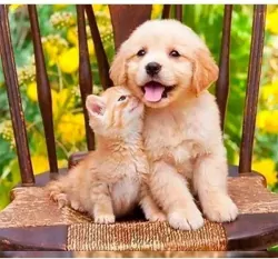 Mozaika diamentowa 5D -Pies i kot 40x30cm