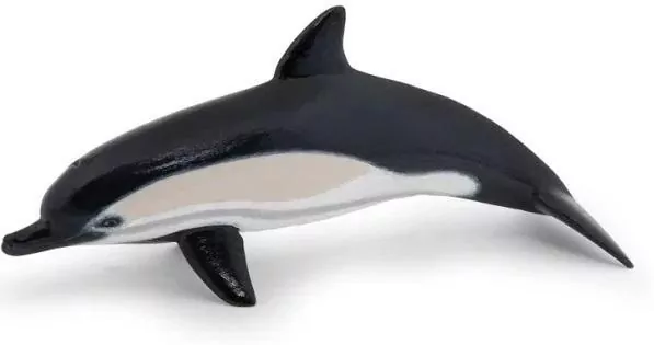 Delfin zwyczajny - tantis.pl