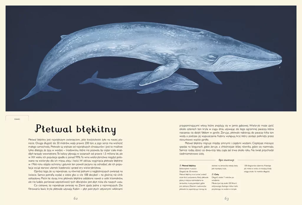 Oceanarium. Muzeum Oceanu - tantis.pl