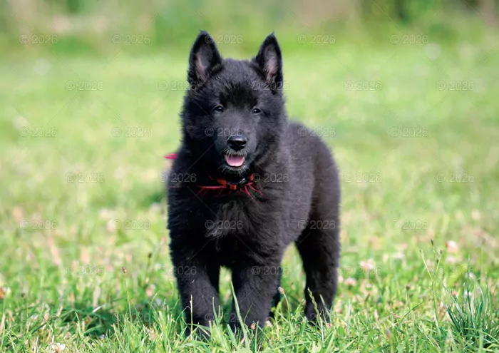 Kalendarz 2026 rodzinny Psy domowe - tantis.pl