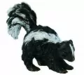 Skunks S - tantis.pl