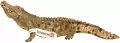 Krokodyl Wild Life 14736 - tantis.pl