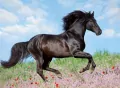 Ravensburger. Puzzle 200. Piękno konia - tantis.pl