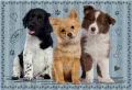 Puzzle 250 Puppy Sign 3 - tantis.pl