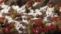 Gamers Grass: Laliguras Flowers - tantis.pl