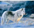 Mozaika diamentowa 5D - Wilk 40x30cm - tantis.pl