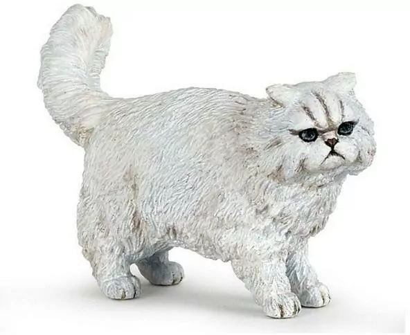 Kot perski - tantis.pl