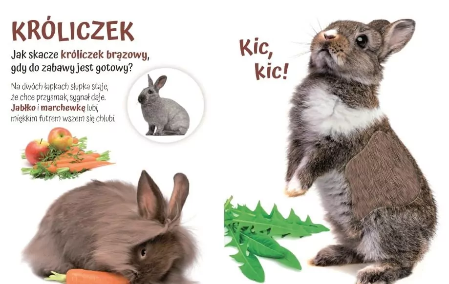 Pogłaszcz domowe zwierzątko. Przytulki - tantis.pl