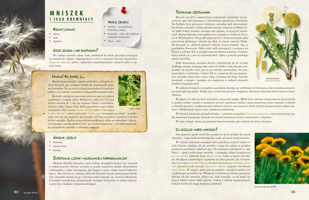 Dzika kuchnia - tantis.pl