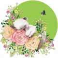 Karnet Swarovski kwadrat: Kot - tantis.pl
