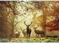 Puzzle 1000 Jelenie - tantis.pl