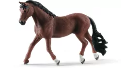 Wałach Trakehner. Horse Club