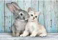 Puzzle 500. Compact. Cat & Bunny. 35539 - tantis.pl