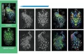 Wydrapywanka kolorowa fluorescencyjna pawie - tantis.pl