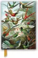 Notatnik A5 linia TW Kolibry Ernst Haeckel - tantis.pl