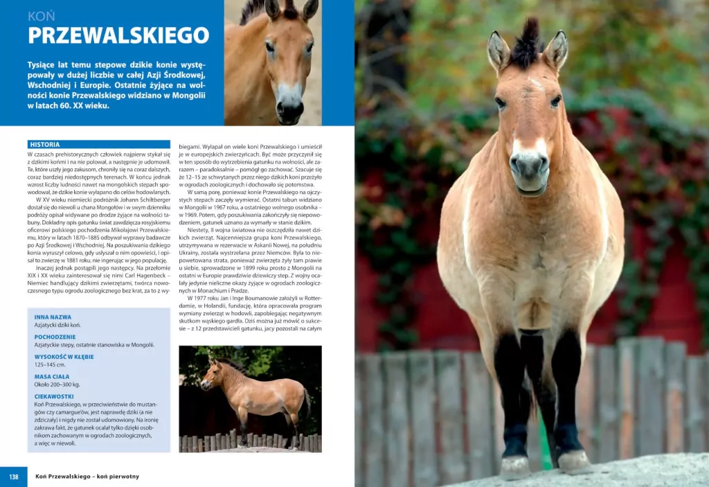 Konie rasowe - tantis.pl