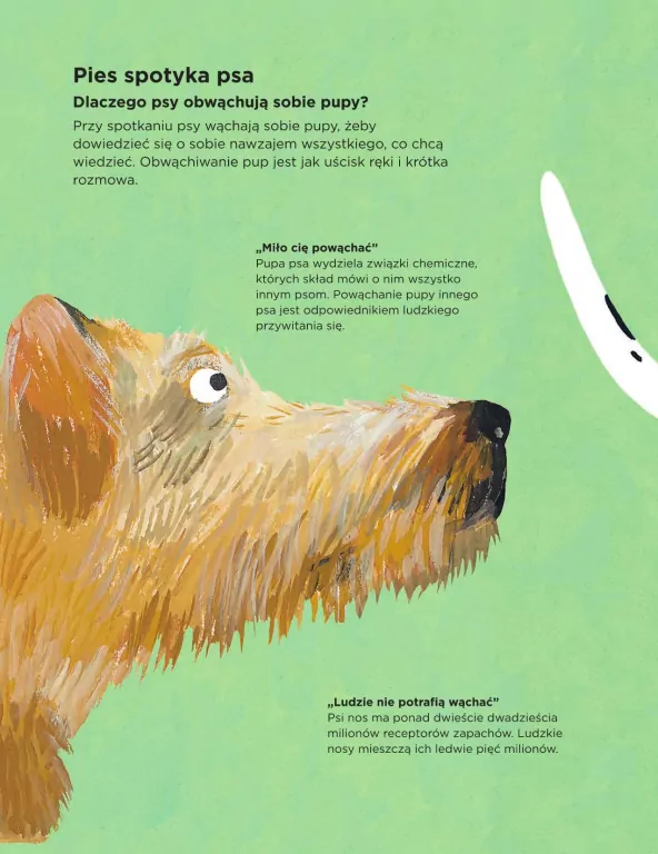 Dlaczego psy się obwąchują? - tantis.pl