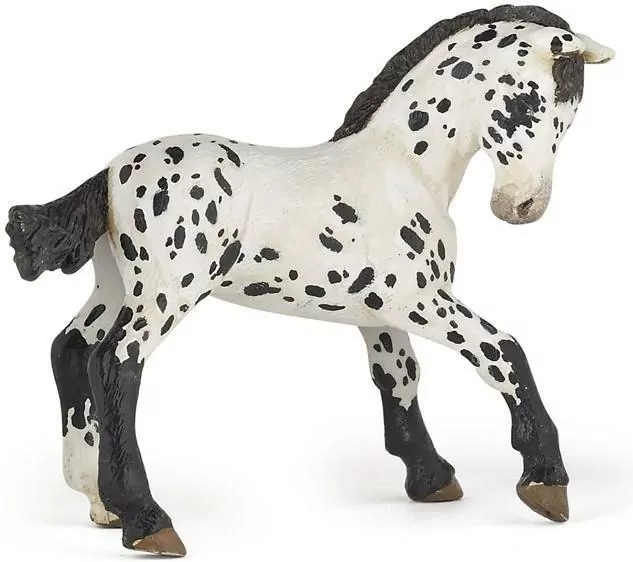 Źrebię Appaloosa - tantis.pl