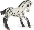 Źrebię Appaloosa - tantis.pl