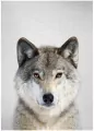Mozaika diamentowa 5D - Wilk 40x30cm - tantis.pl
