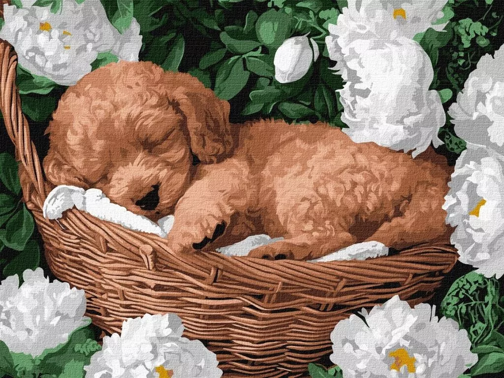Malowanie po numerach - Śpiący pudel 30x40cm - tantis.pl
