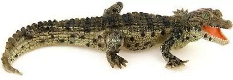 Krokodyl młody - tantis.pl