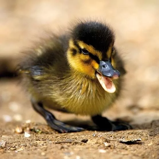 Karnet kwadrat z kopertą Mallard Duckiling - tantis.pl