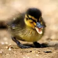 Karnet kwadrat z kopertą Mallard Duckiling - tantis.pl